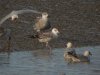 Caspian Gull at Hole Haven Creek (Steve Arlow) (151608 bytes)